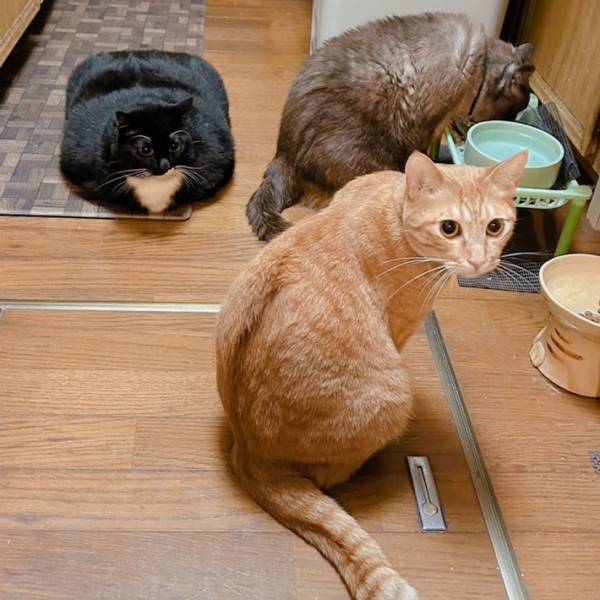 ２０万人がギョッとした猫がコチラ　飼い主すらも「やはり分からない」