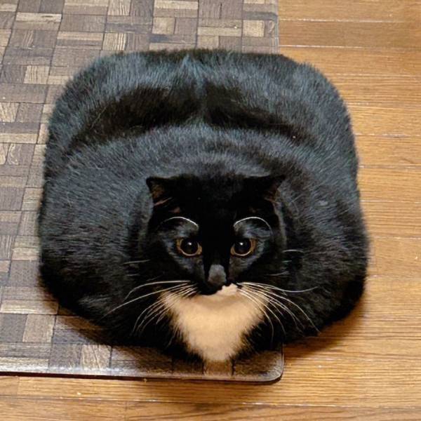 ２０万人がギョッとした猫がコチラ　飼い主すらも「やはり分からない」