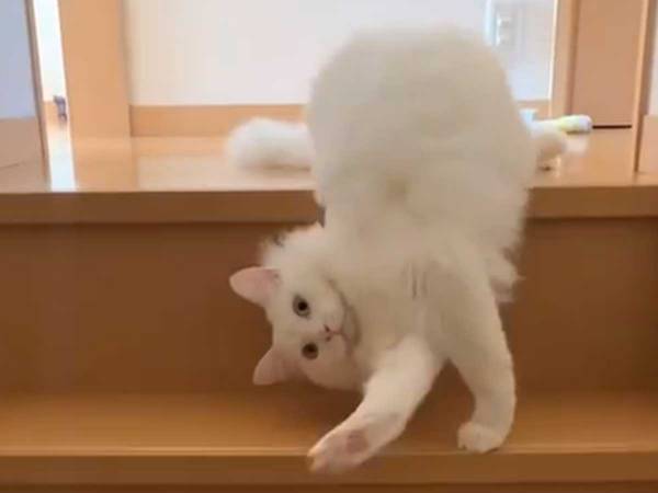 ４２万人が注目する白猫　階段の下り方が「心配になる」と話題に