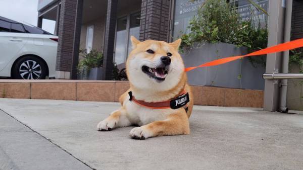 動物病院ビフォーアフター　診察後の柴犬の表情に「頑張ったね！」