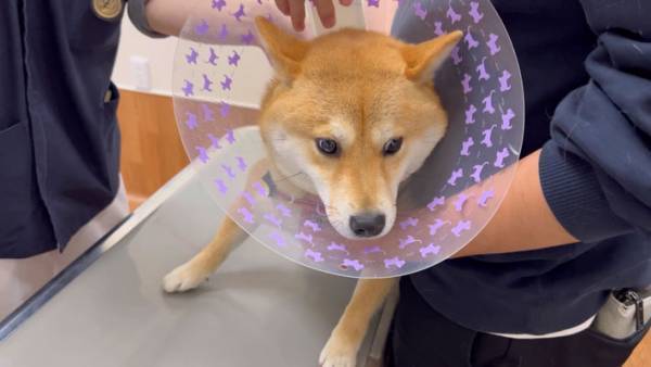 動物病院ビフォーアフター　診察後の柴犬の表情に「頑張ったね！」