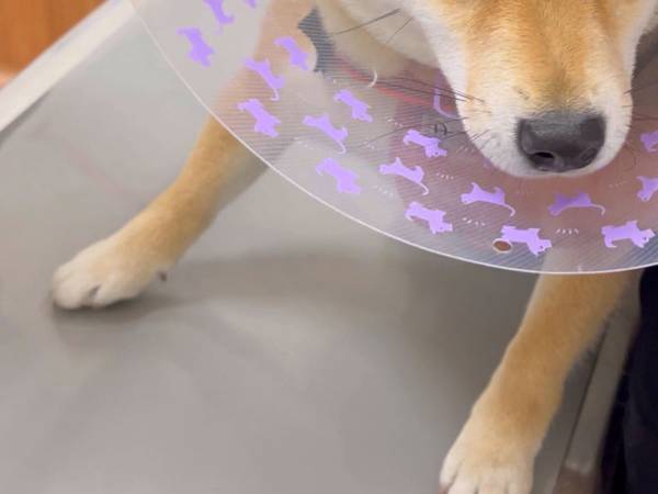 動物病院ビフォーアフター　診察後の柴犬の表情に「頑張ったね！」