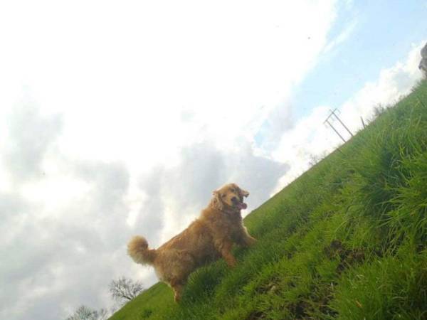 里親の家を逃げ出した保護犬　２７日間かけてたどり着いた場所は…「悲しいね」