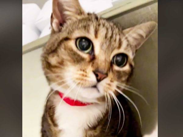 ８年間も一緒にいたのに？　飼い主に捨てられた猫　理由に「悲しくて泣いています」