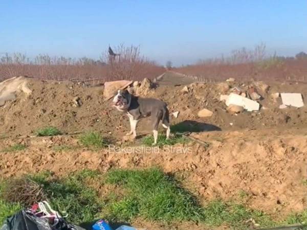 顔が異常に大きな野良犬　理由に怒りの声「かわいそうに」「なぜこんな残酷なことを」