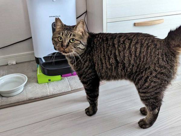 真顔で飼い主を見つめる猫　「笑った」「可愛い」の声が集まったワケが？