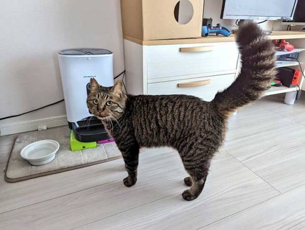 真顔で飼い主を見つめる猫　「笑った」「可愛い」の声が集まったワケが？