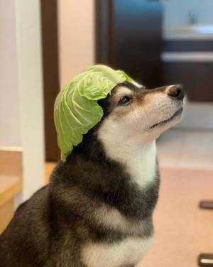 まるで、あのジブリキャラ！？　一家の安全を守る柴犬が、頭に乗せているものとは