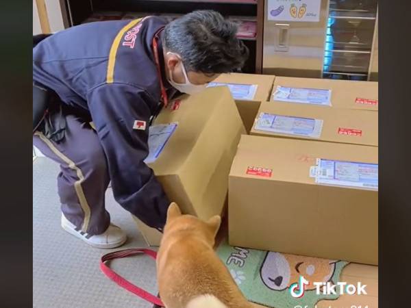 身体をぶつけた配達員　『柴犬に謝罪したワケ』に「優しい」