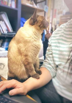 「嗚呼、たまらん」　飼い主が悶絶した、愛猫の『痕跡』