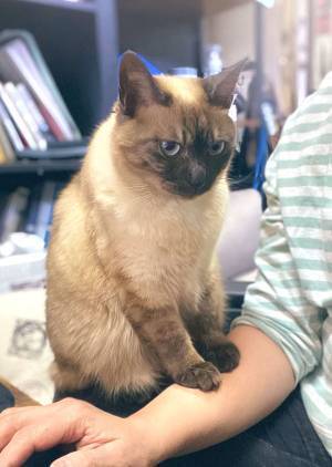 「嗚呼、たまらん」　飼い主が悶絶した、愛猫の『痕跡』