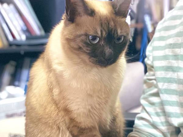 「嗚呼、たまらん」　飼い主が悶絶した、愛猫の『痕跡』