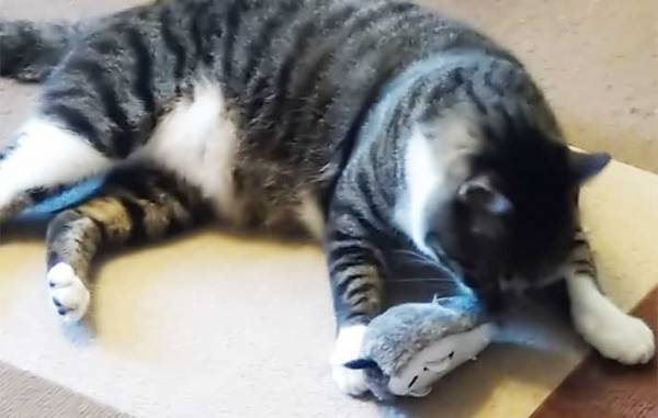 １００均で見つけた『走るネズミ』　次々とおもちゃを破壊する愛猫に試したら…？