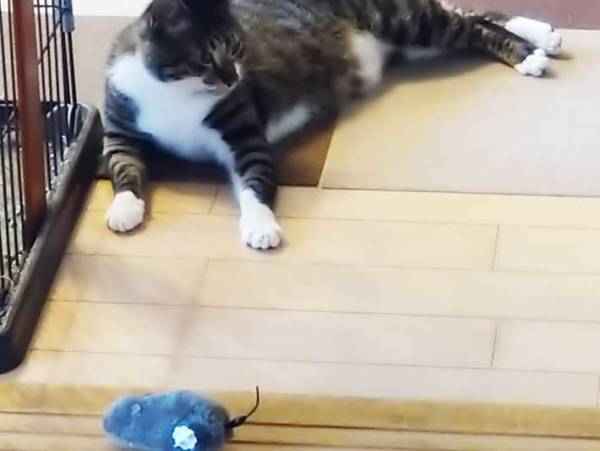 １００均で見つけた『走るネズミ』　次々とおもちゃを破壊する愛猫に試したら…？