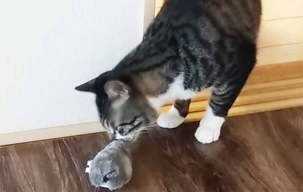 １００均で見つけた『走るネズミ』　次々とおもちゃを破壊する愛猫に試したら…？