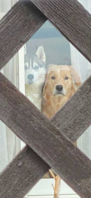 飼い主を驚かせたハスキーとゴールデン　２匹が出す『圧』に、たえられない…！