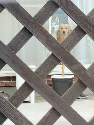 飼い主を驚かせたハスキーとゴールデン　２匹が出す『圧』に、たえられない…！