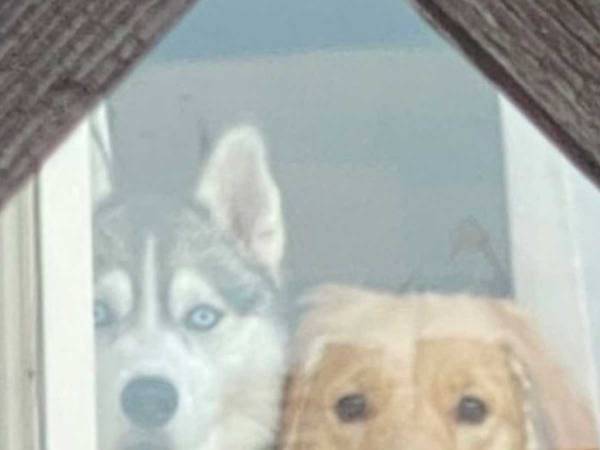 飼い主を驚かせたハスキーとゴールデン　２匹が出す『圧』に、たえられない…！