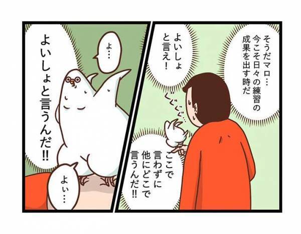 飼い主の代わりに「よいしょ」をいうインコ　練習の成果を発揮する時が来たが？　「そう来るか」「吹いた」