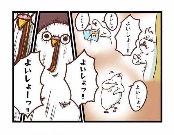飼い主の代わりに「よいしょ」をいうインコ　練習の成果を発揮する時が来たが？　「そう来るか」「吹いた」