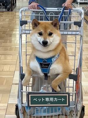 「そりゃ、ドヤ顔にもなりますわ～」　飼い主が撮影した柴犬の１枚に反響　カメラに向かって…