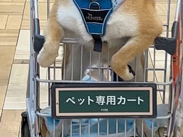 「そりゃ、ドヤ顔にもなりますわ～」　飼い主が撮影した柴犬の１枚に反響　カメラに向かって…