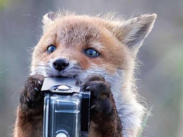 奇跡の１枚…！？　GoProに寄ってきた野生動物に「自然とニヤける」