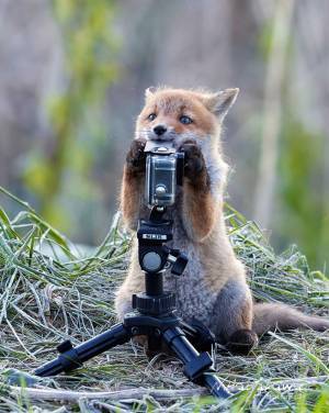 奇跡の１枚…！？　GoProに寄ってきた野生動物に「自然とニヤける」
