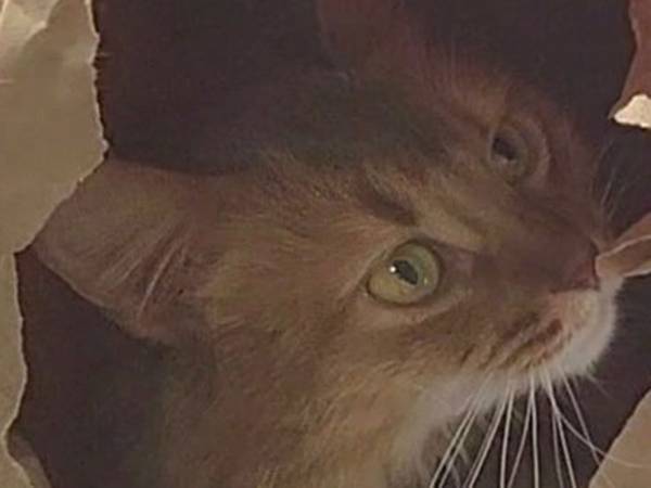 猫のため夏用ベッドを新調　しかし、姿はなく…「そこじゃないんだよね～」