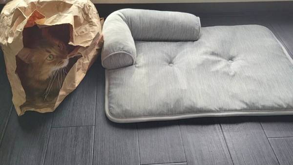 猫のため夏用ベッドを新調　しかし、姿はなく…「そこじゃないんだよね～」