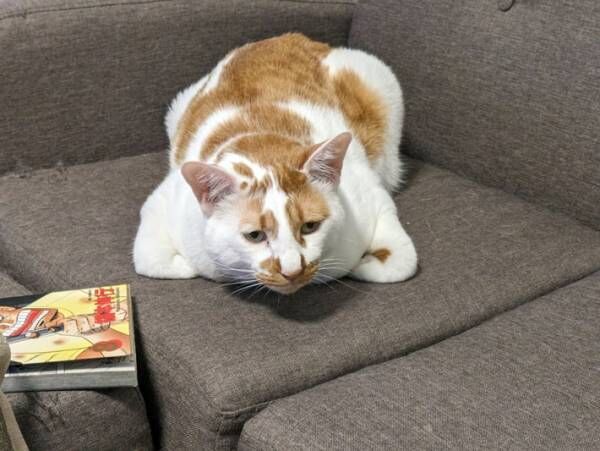 「うちの猫の香箱座りは一味違うぜ」　その姿はまるで、ミニ四駆！？