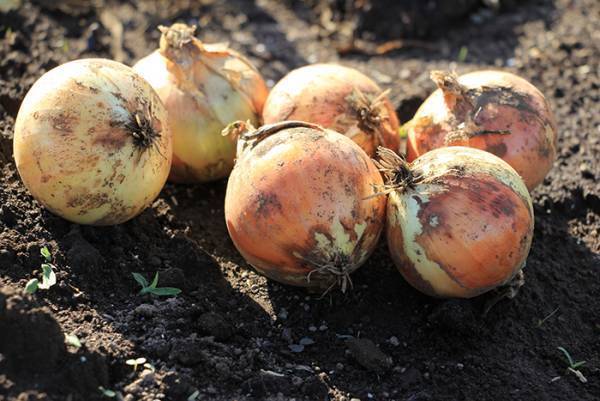 千葉県で７人が『食中毒で救急搬送』　まさかの原因に「ゾッとする」「知らなかった…」