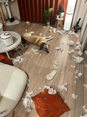 犬を飼うということが、何かが分かる１枚　「やりきった感が恐ろしいほど伝わってくる」の声