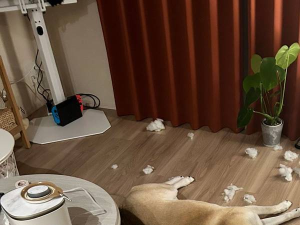 犬を飼うということが、何かが分かる１枚　「やりきった感が恐ろしいほど伝わってくる」の声