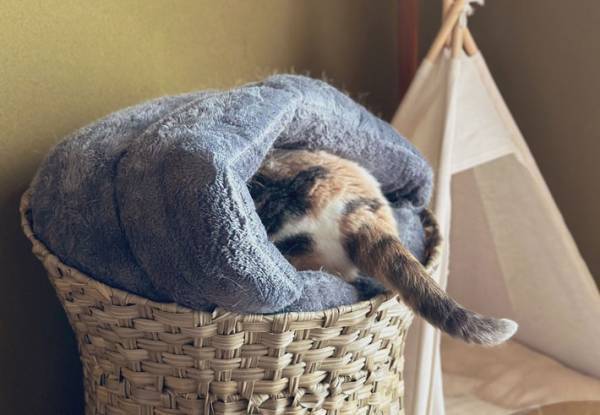 秒で許した　飼い主に注意された猫、直後の反応が…あざとい！