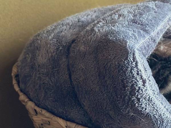 秒で許した　飼い主に注意された猫、直後の反応が…あざとい！