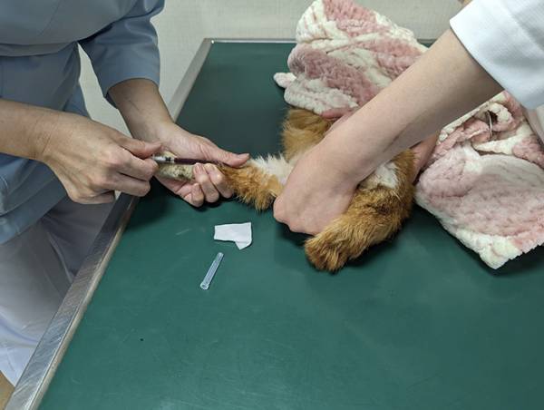 クロネコヤマトから『SOS』の電話　小さな命を守った配達員に「涙が出た」「さすがはクロネコ！」