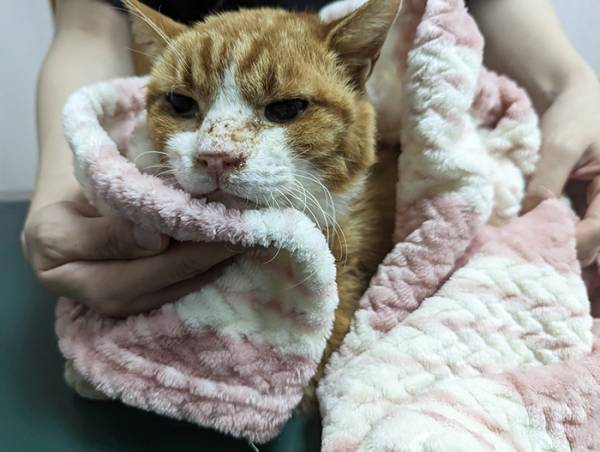 クロネコヤマトから『SOS』の電話　小さな命を守った配達員に「涙が出た」「さすがはクロネコ！」