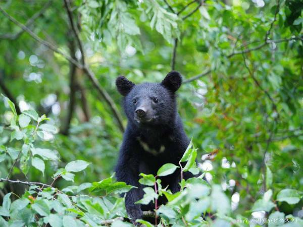 「怖すぎる」「気を付けて」　動物園が急きょ臨時休園した、まさかの理由とは