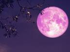 『恋を叶える満月』がいよいよ！　夜はストロベリームーンを見上げよう