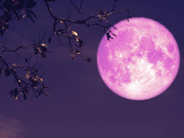 『恋を叶える満月』がいよいよ！　夜はストロベリームーンを見上げよう