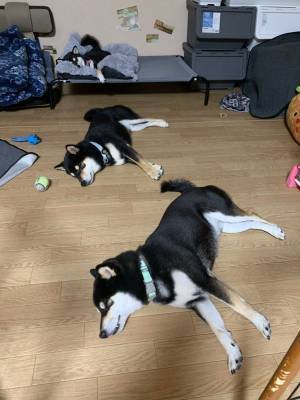 飼い主「リアルガチです」　黒柴の三つ子の姿に「CGですか？」