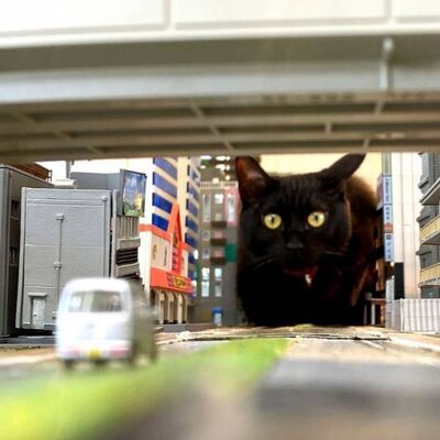 「この後、車が吹っ飛ぶんですよね」　街に出現した巨大ニャンコ　この猫…何かがおかしい！？