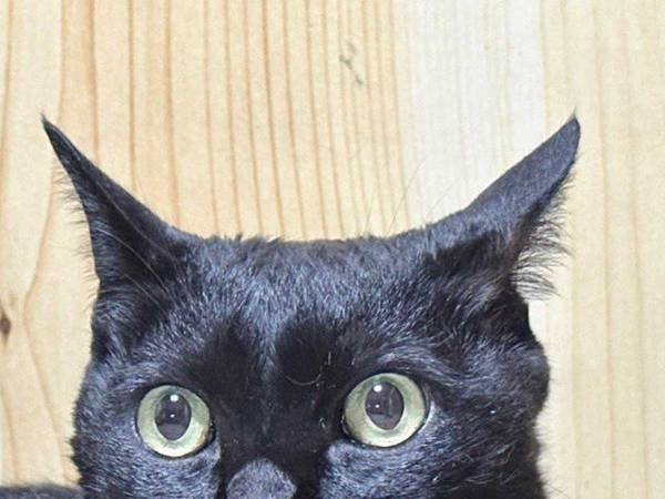 全国的な豪雨の影響で、固まってしまった黒猫の様子をご覧ください