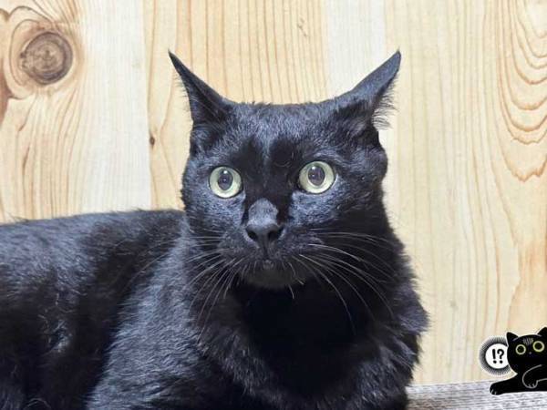 全国的な豪雨の影響で、固まってしまった黒猫の様子をご覧ください