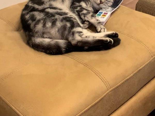 「リモコン無いなと思ったら猫が使ってた」　１枚の写真に、ニッコリする人が続出