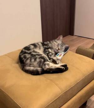 「リモコン無いなと思ったら猫が使ってた」　１枚の写真に、ニッコリする人が続出