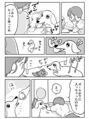 ボール遊びを催促する犬　飼い主が目撃した『ずるいアピール』に笑いがこみ上げる