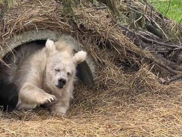 サーカスから助け出されたクマ　保護後、穏やかに暮らし始めた姿に「爆笑した」「月曜朝の俺と一致」