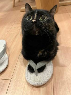 「スリッパ、この履き方で合ってる？」　１枚の写真に人々が悶絶　「可愛さが百億点」
